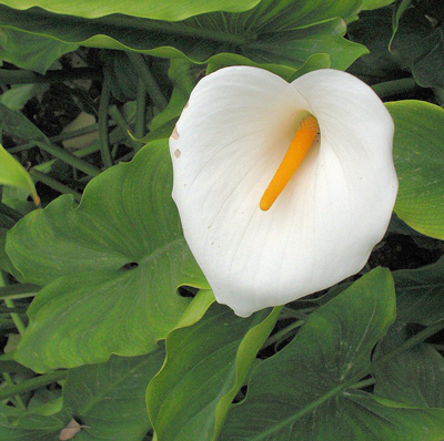 بهبود کارکرد تیروئید با 10 گیاه دارویی معجزه آسا