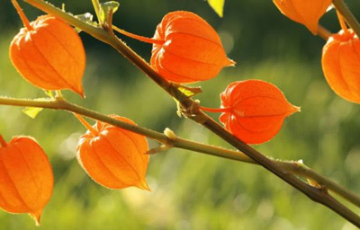 بهبود کارکرد تیروئید با 10 گیاه دارویی معجزه آسا