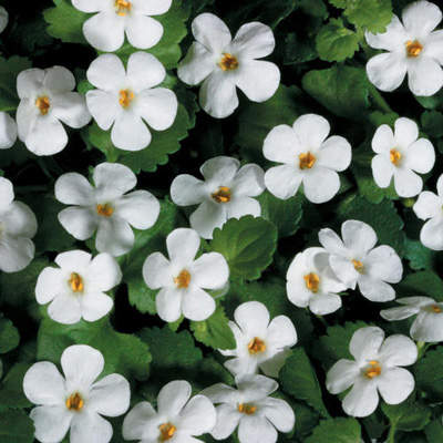 بهبود کارکرد تیروئید با 10 گیاه دارویی معجزه آسا