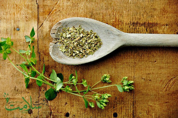 گیاه پونه کوهی