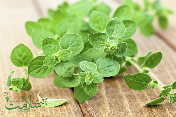 گیاه پونه کوهی