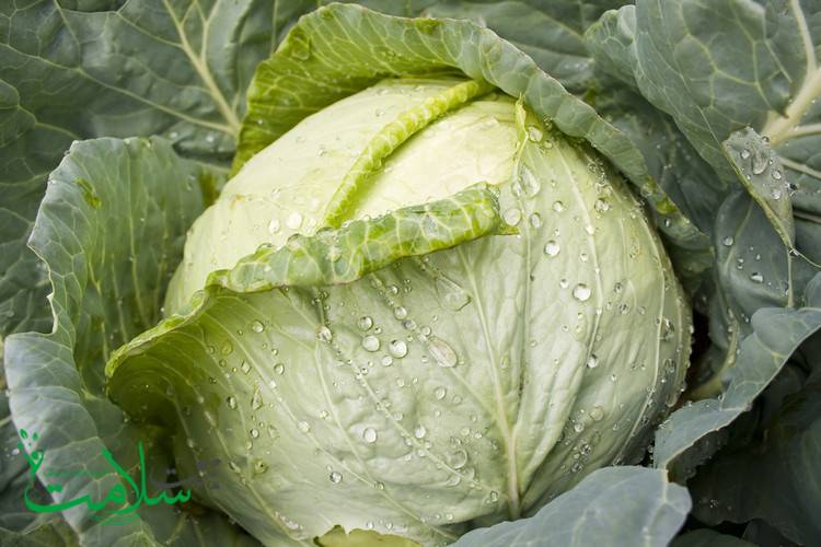 خواص کلم خواص کلم