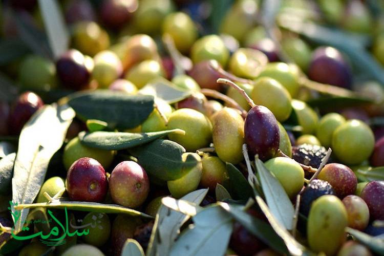 خواص زیتون