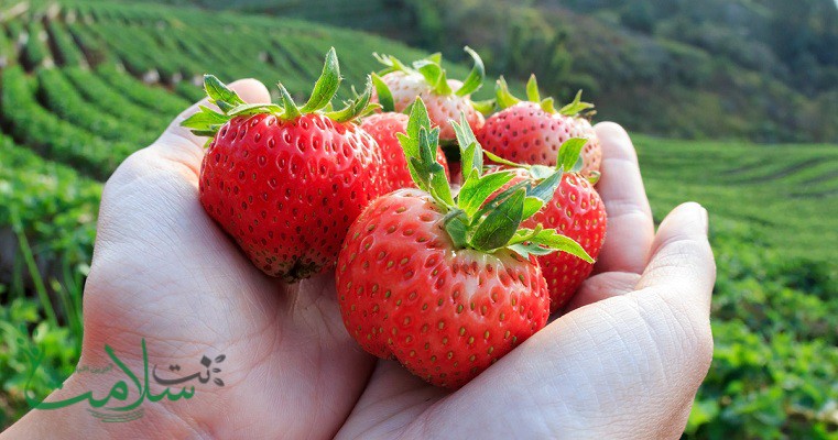 میوه توت فرنگی
