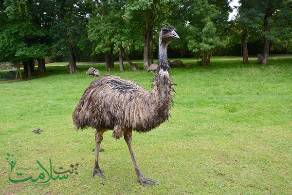 روغن Emu